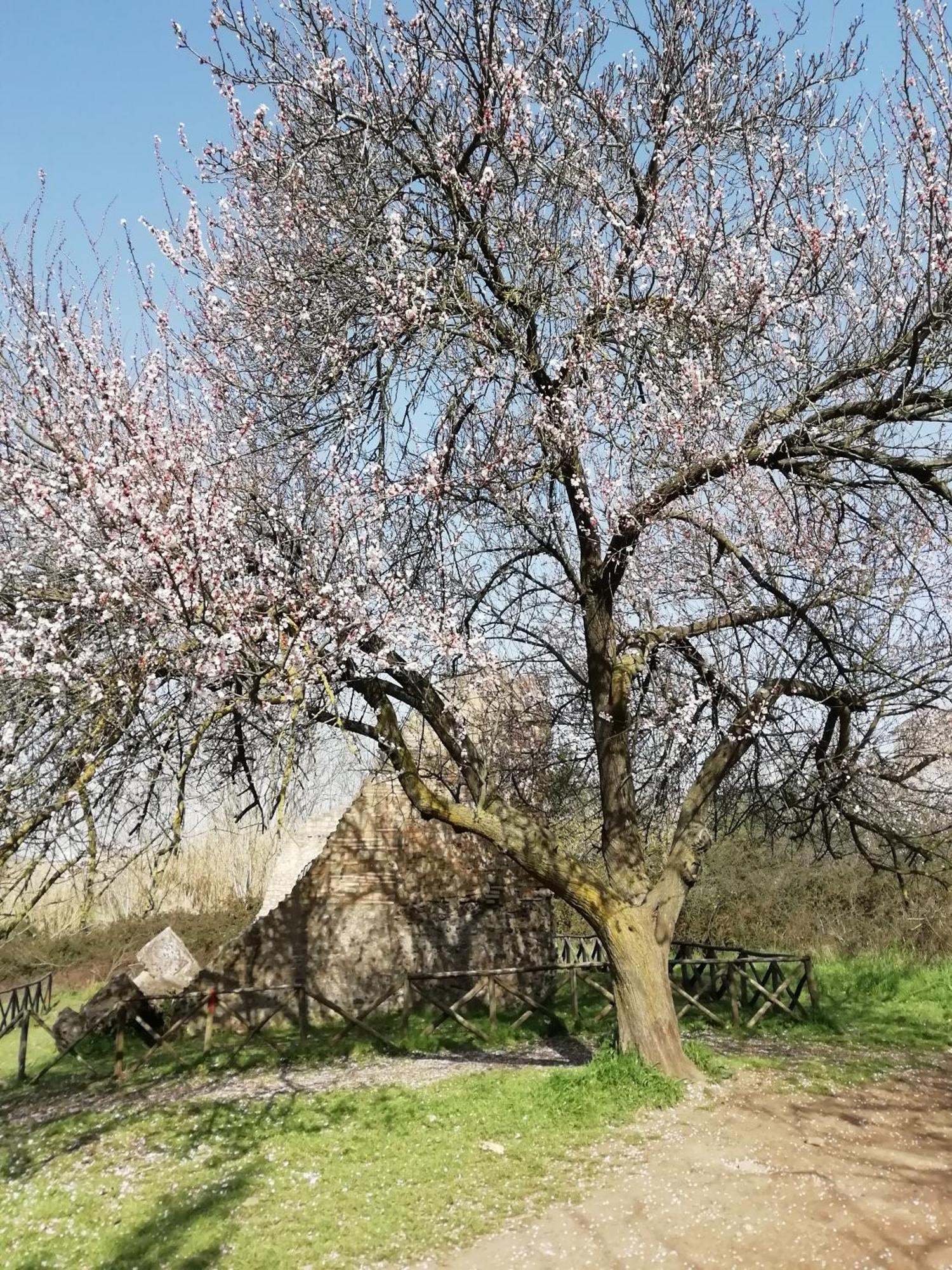 Gioia Di Rom